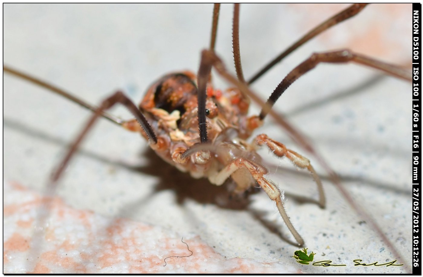 Dasylobus argentatus dal Lago di Baratz 133